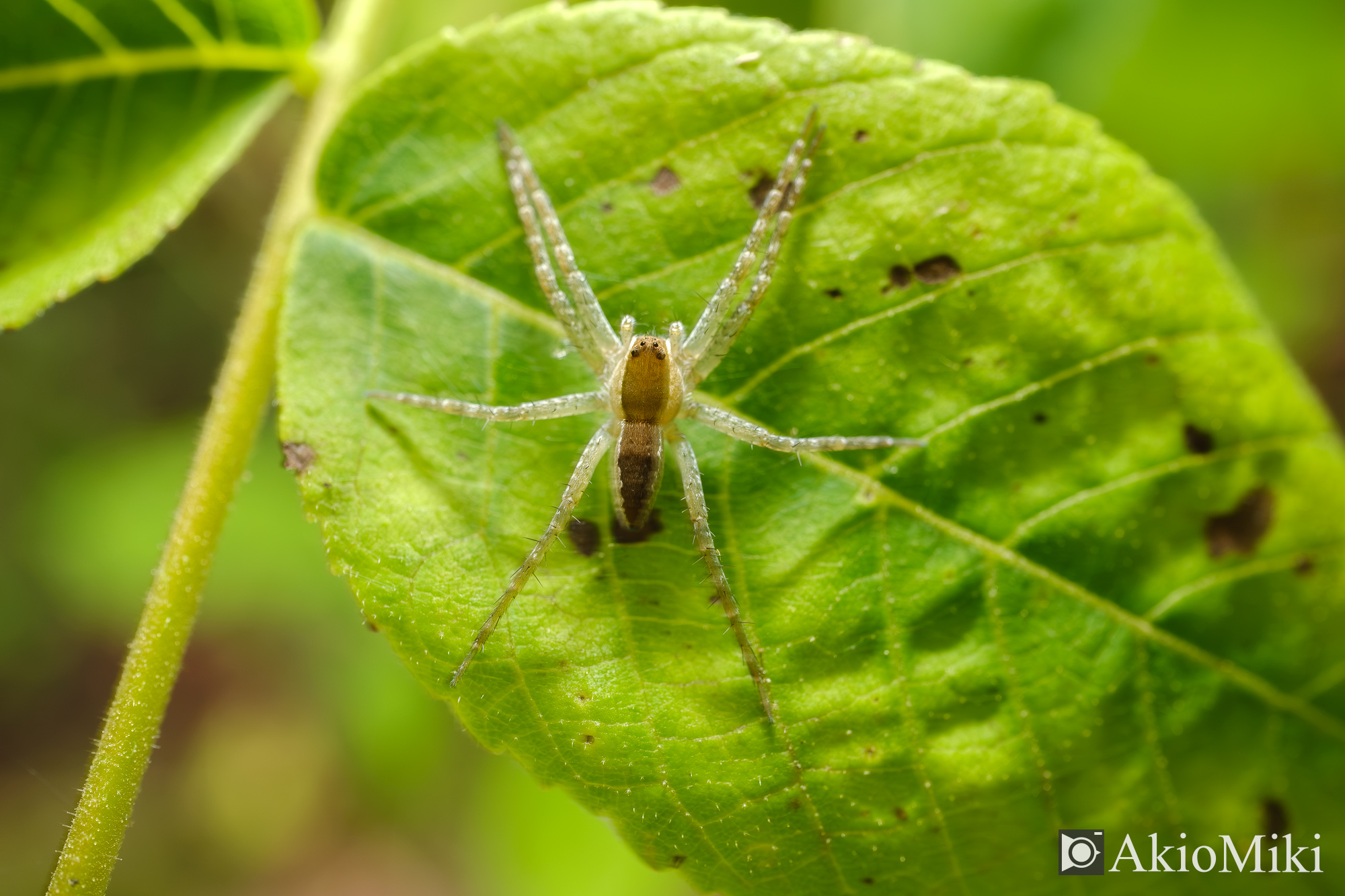 X-T4 + XF30mmF2.8 R LM WR Macro