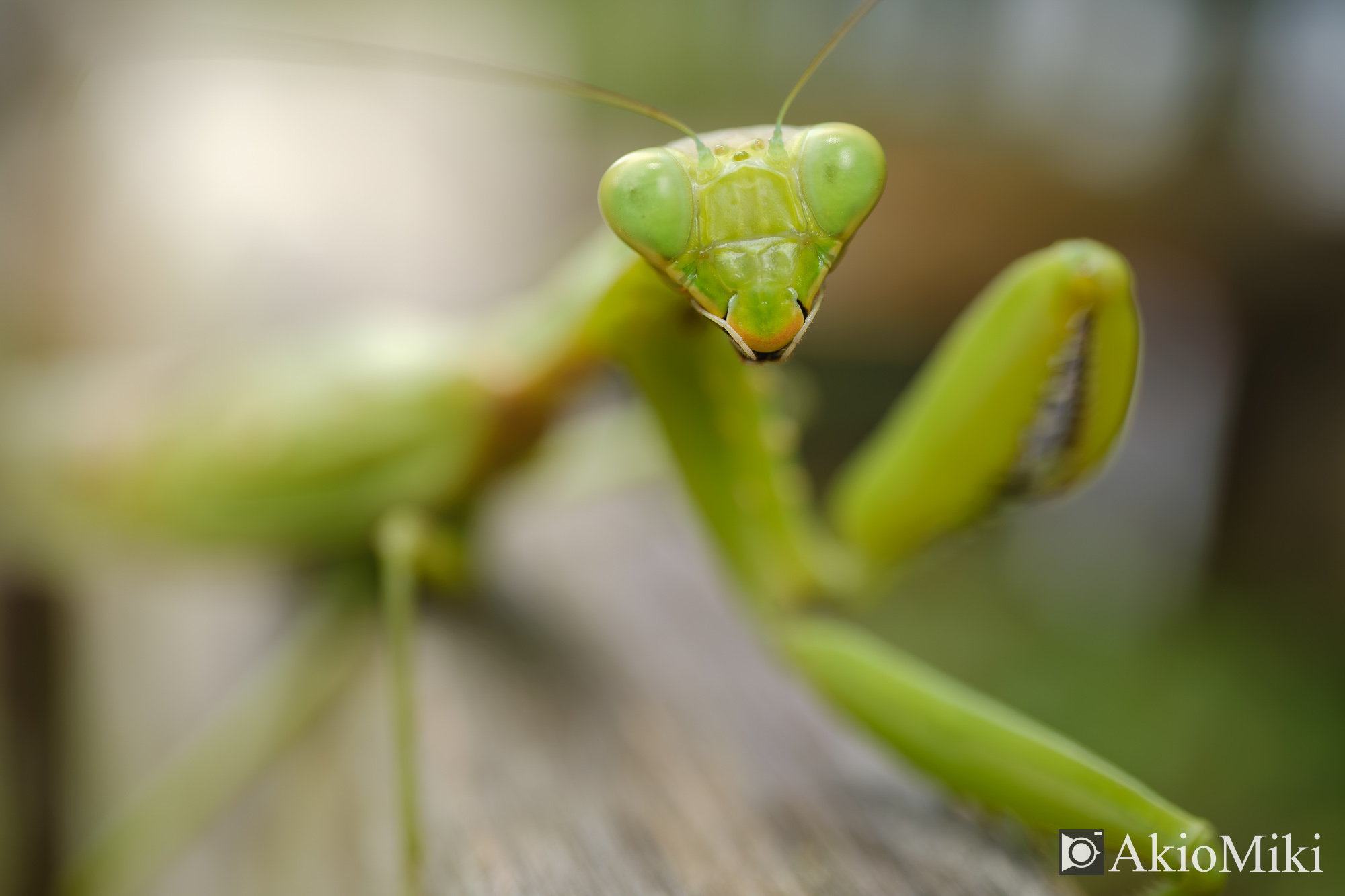 X-T4 + XF30mmF2.8 R LM WR Macro