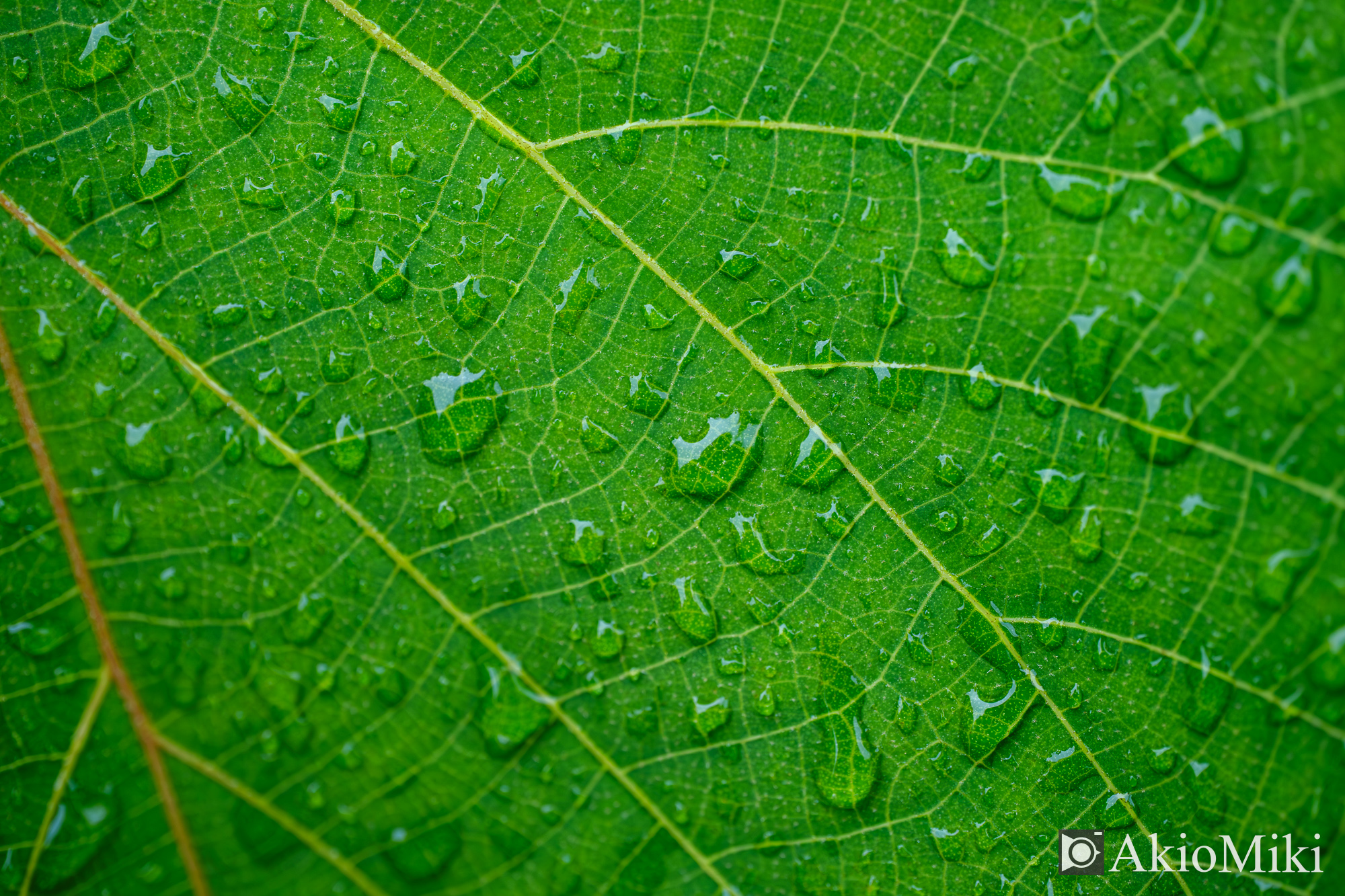 X-T4 + XF30mmF2.8 R LM WR Macro