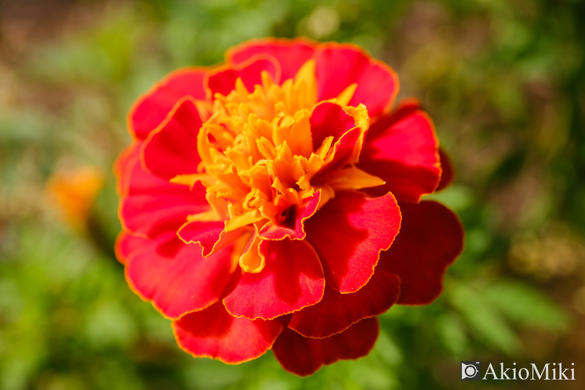 X-T4 + XF30mmF2.8 R LM WR Macro