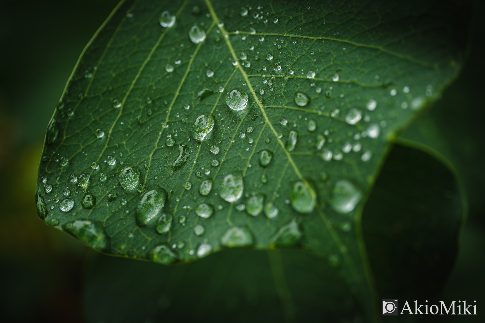 X-T4 + XF30mmF2.8 R LM WR Macro