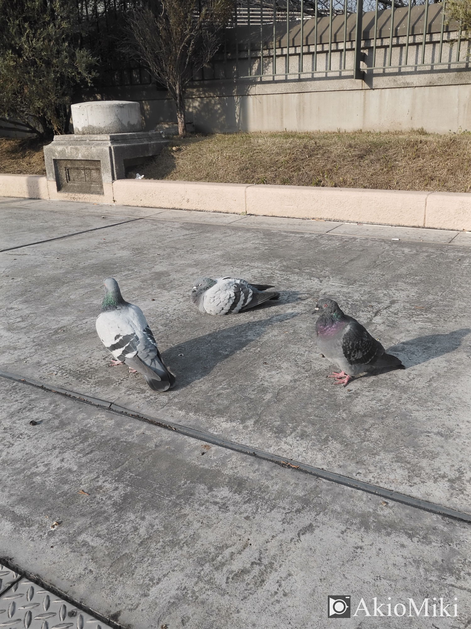 X half エテルナ 大阪