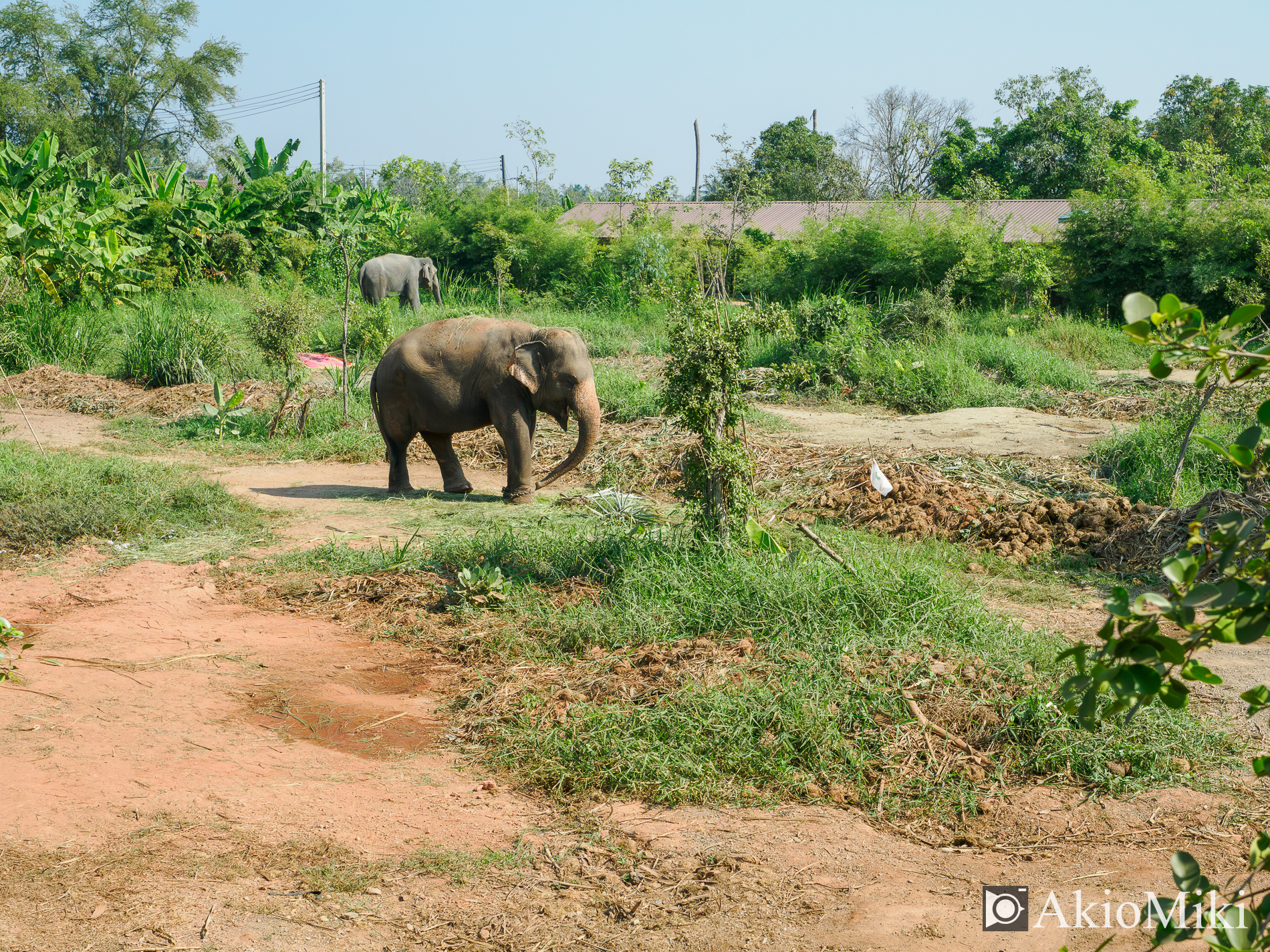 本格的な象乗り体験 + ダムヌンサドゥアック水上マーケット半日観光
