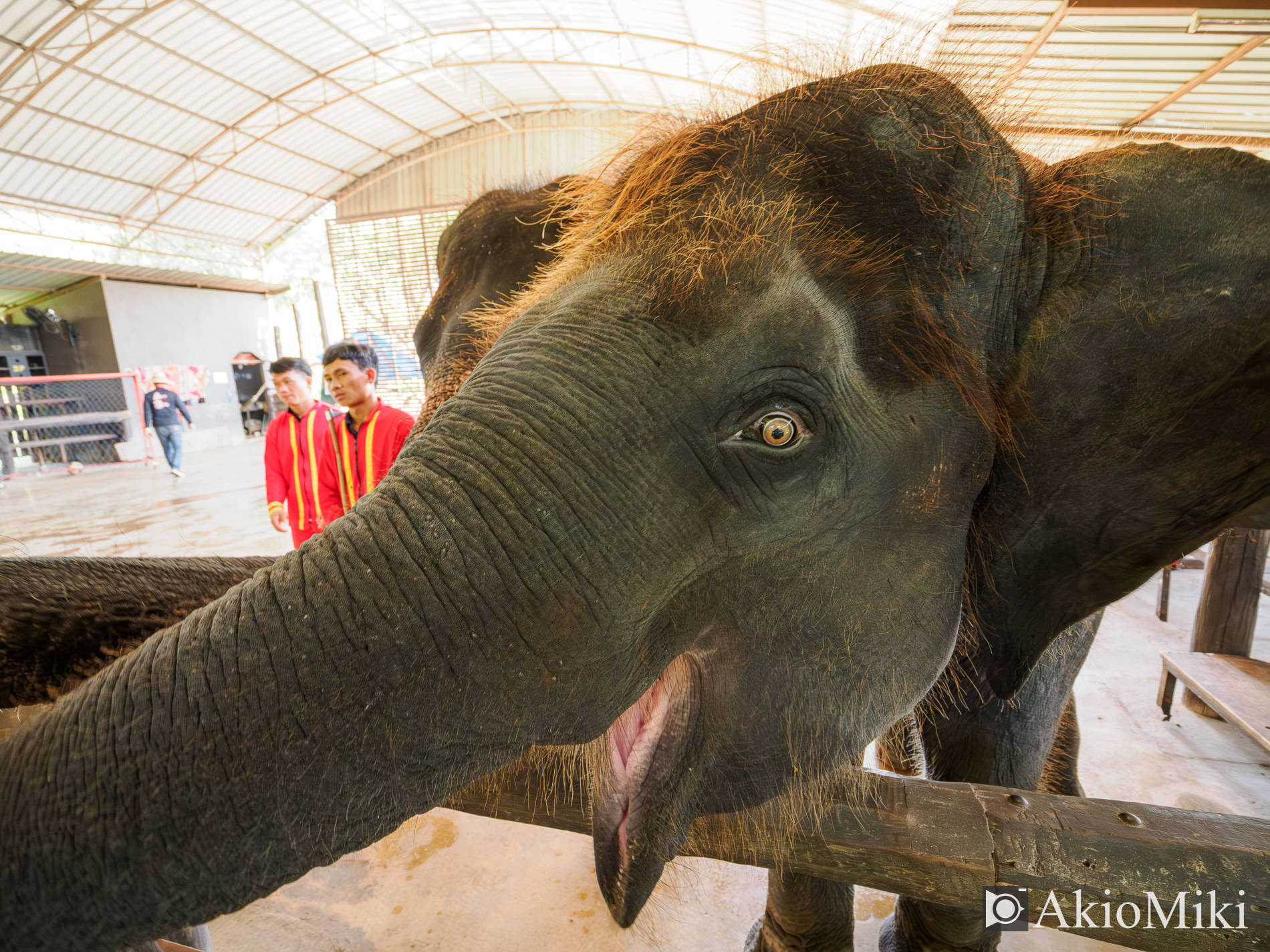 本格的な象乗り体験 + ダムヌンサドゥアック水上マーケット半日観光