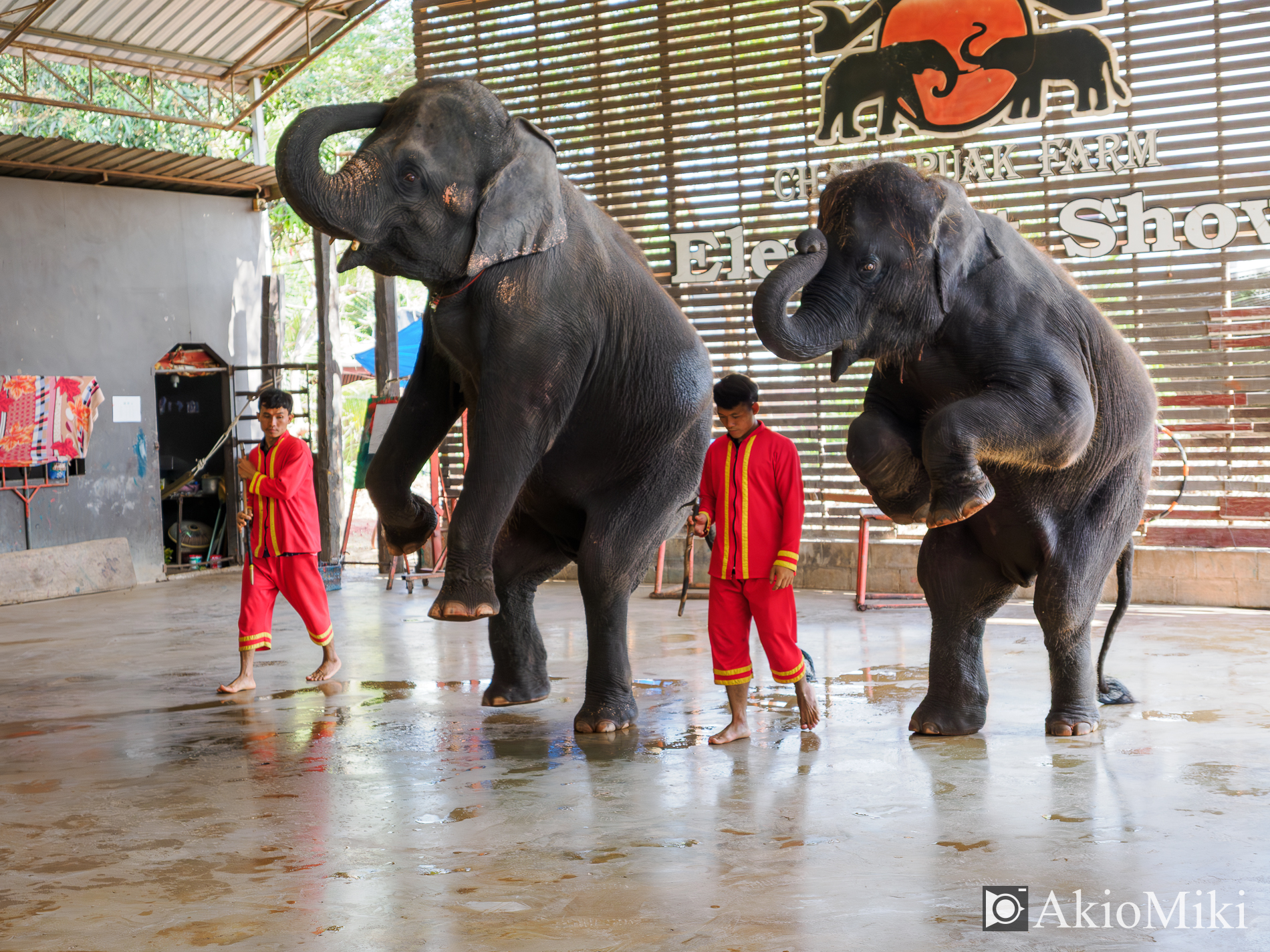 本格的な象乗り体験 + ダムヌンサドゥアック水上マーケット半日観光