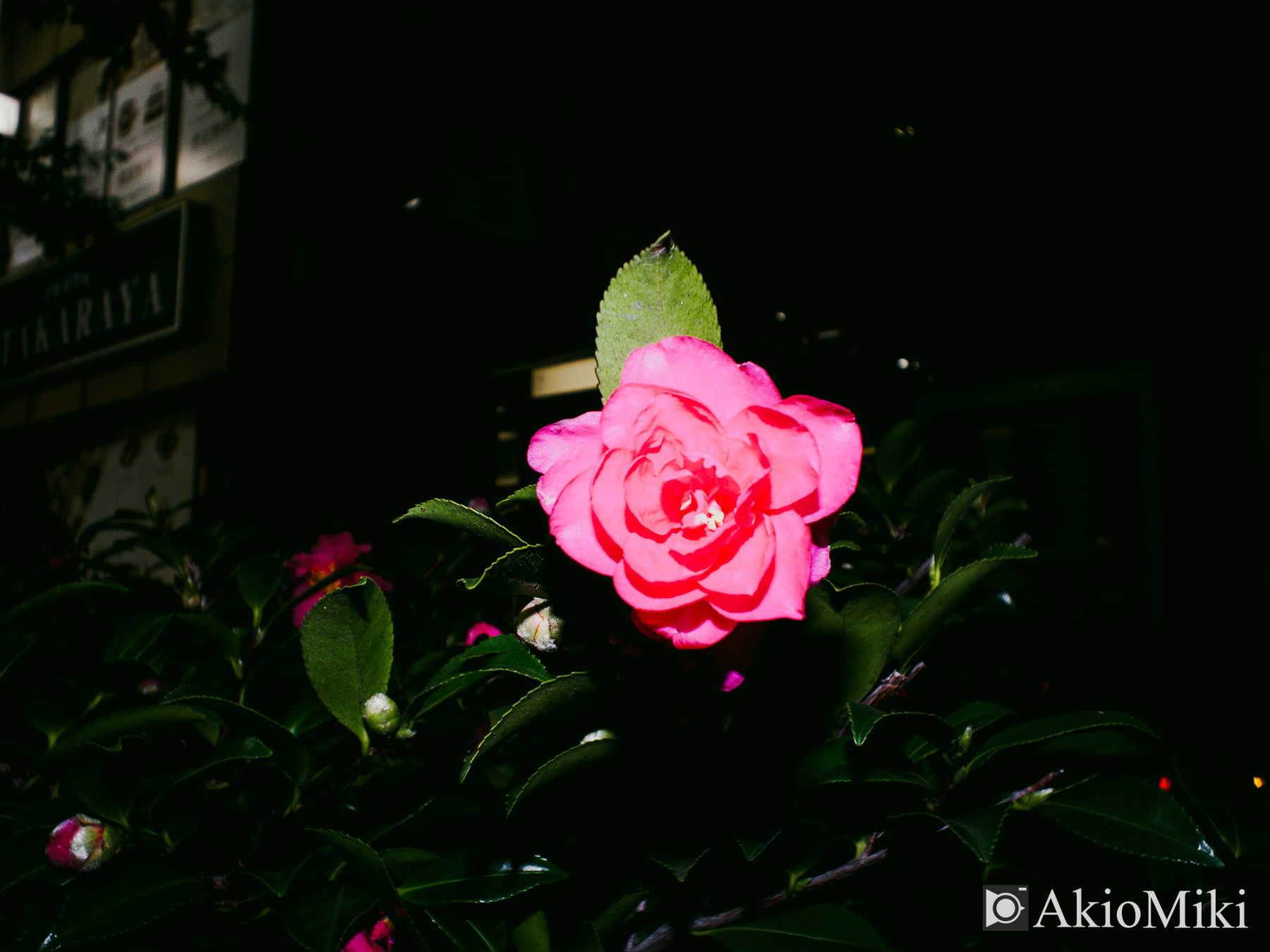 OM SYSTEM OM-3 + BCL-1580 スナップ 夜