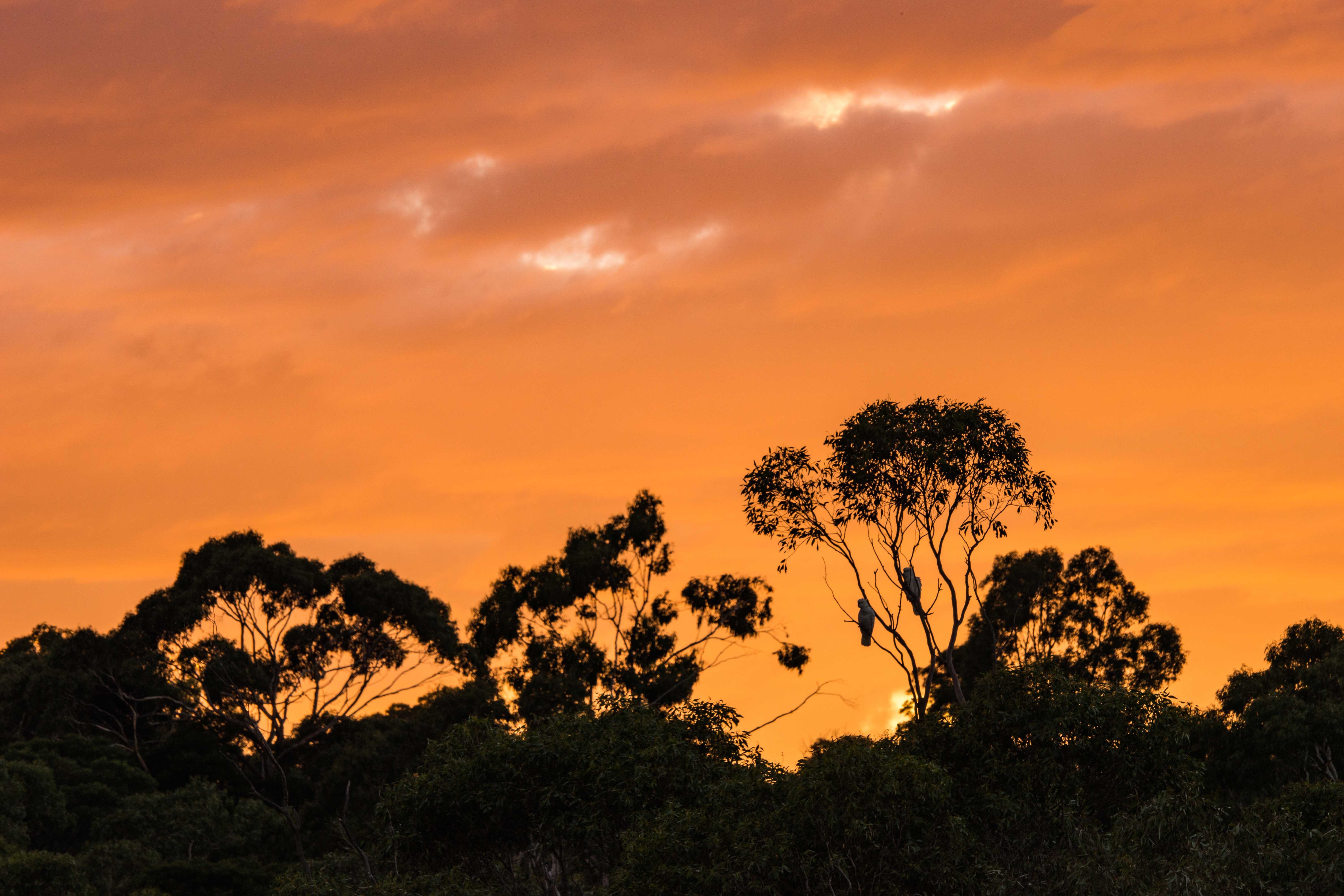 オーストラリアのメルボルンで見た朝焼けの木の下にいるオウム