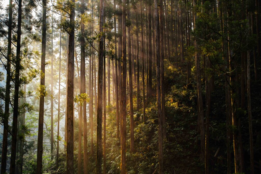 高知県で撮影した朝の木漏れ日
