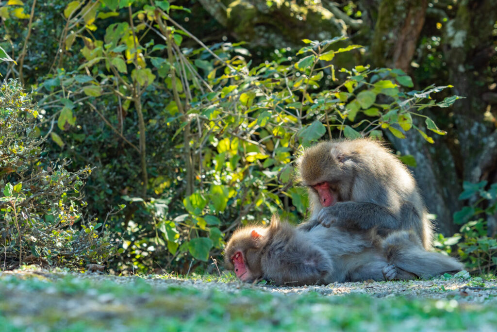 小豆島の銚子渓の猿