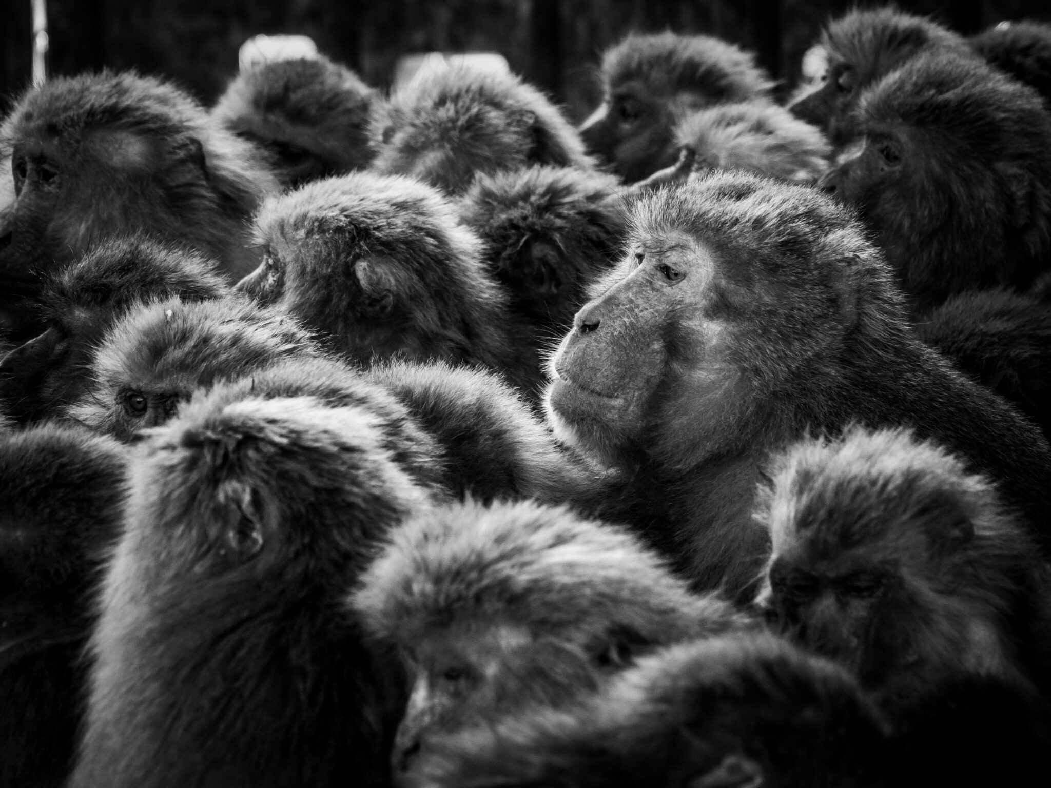 モノクロの小豆島の猿団子