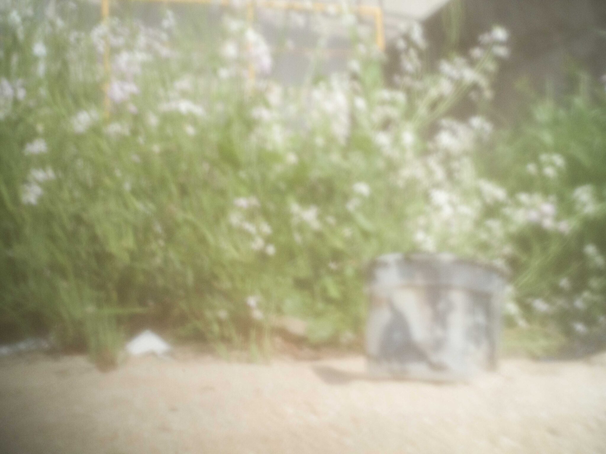 ピンホールカメラで撮った草と一斗缶
