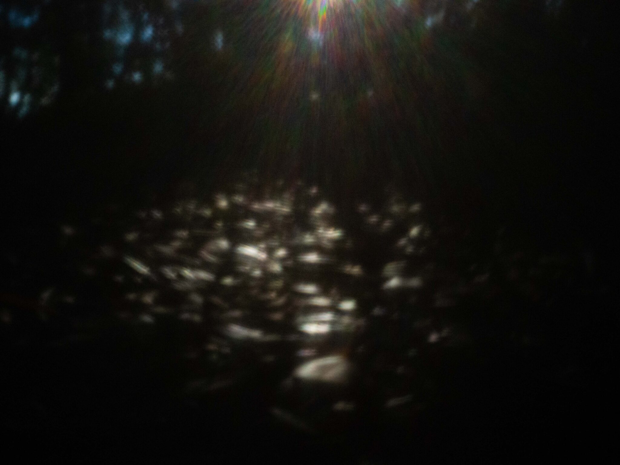 ピンホールカメラで撮った森林の光