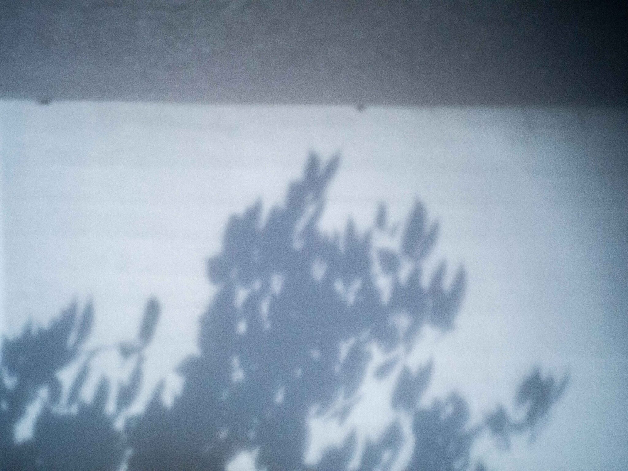 ピンホールで撮った葉の影